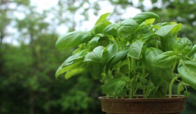 Fesleğen (Ocimum Basilicum) Bakımı