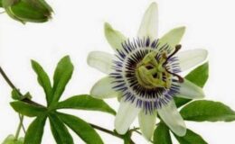 Passiflora (Çarkıfelek) Bakımı
