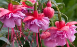 Küpe Çiçeği (Fuchsia) Bakımı