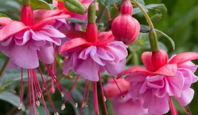 Küpe Çiçeği (Fuchsia) Bakımı