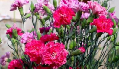 Karanfil (Dianthus Caryophyllus) Bakımı