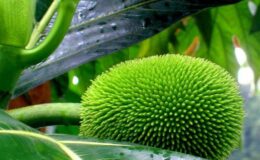 Artocarpus İncisa