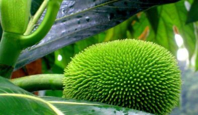 Artocarpus İncisa