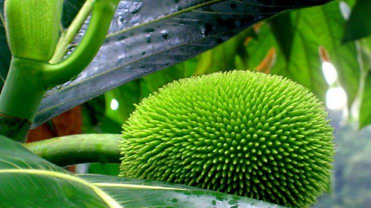 Artocarpus İncisa