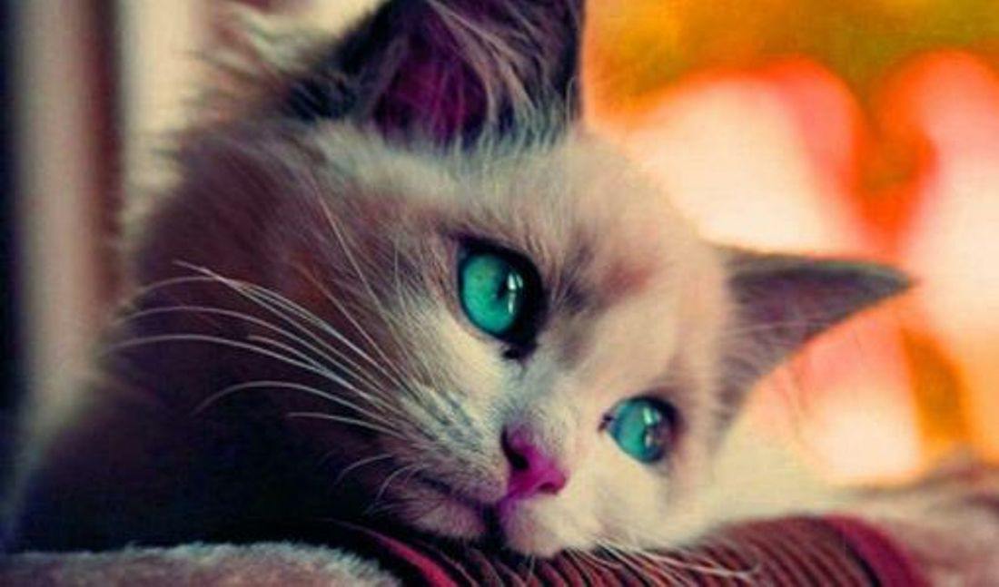 En Güzel Kedi Resimleri