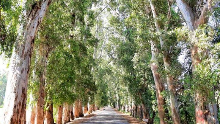 Gökova’dan Geçen Antik Yollar