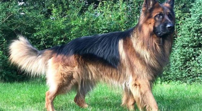 Alman Çoban Köpeği