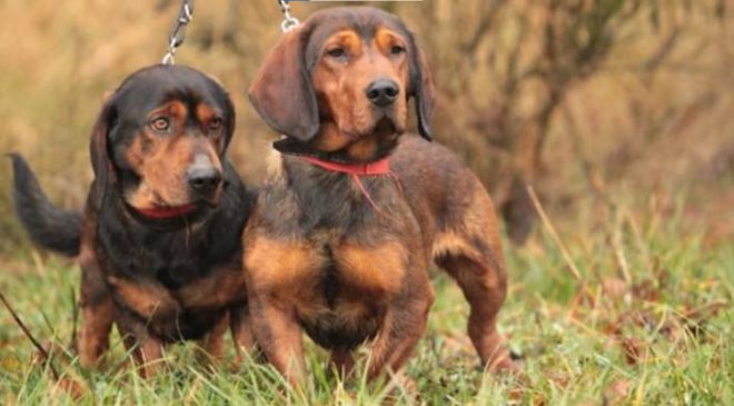 Alpine Dachsbracke