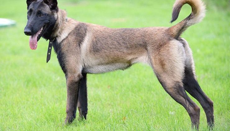 Belçika Malinois