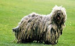 Bergamasco