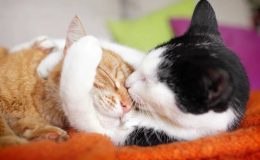 Bir Kedi İle Aynı Evi Paylaşmanız İçin 13 Kafanıza Yatacak Neden