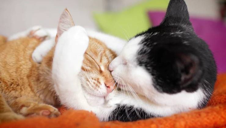 Bir Kedi İle Aynı Evi Paylaşmanız İçin 13 Kafanıza Yatacak Neden
