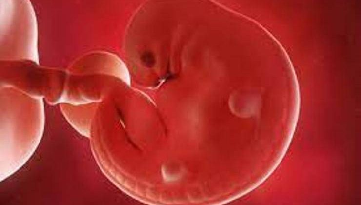 Bir Varoluş Mucizesi = Embriyodan İnsana
