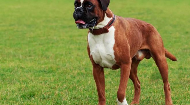 Boxer
