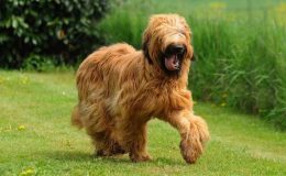 Briard