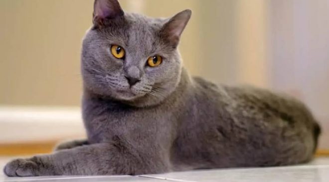 Chartreux