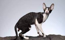 Cornish Rex