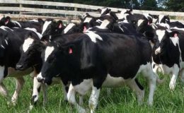 Damızlık Süt Sığırlarında Dış Görünüş Özelliklerine Göre Sınıflandırma Nasıl Yapılmalıdır?