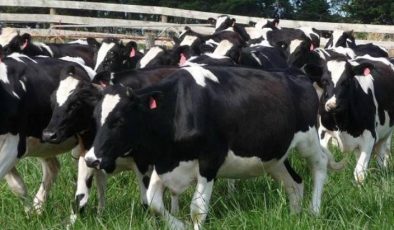Damızlık Süt Sığırlarında Dış Görünüş Özelliklerine Göre Sınıflandırma Nasıl Yapılmalıdır?
