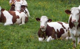 Damızlık Süt Sığırlarında Soykütüğü Talimatı