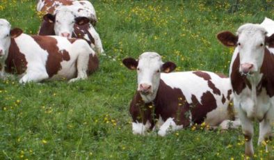 Damızlık Süt Sığırlarında Soykütüğü Talimatı