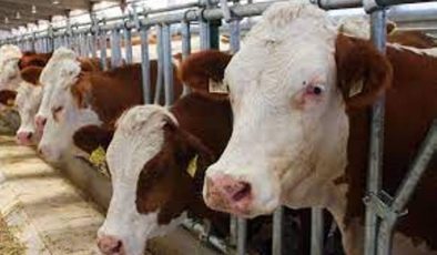 Dünya Süt ve Et Üretiminde Sığırın Payı