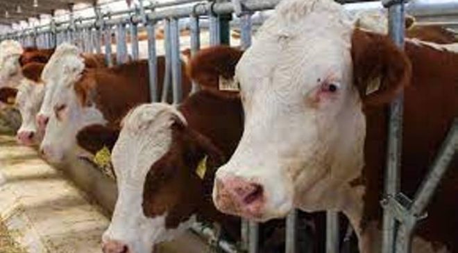 Dünya Süt ve Et Üretiminde Sığırın Payı
