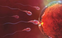 Erkeklerin Ömrünü Sperm Yiyor