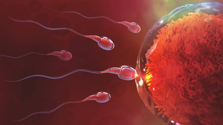 Erkeklerin Ömrünü Sperm Yiyor