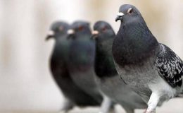 Güvercinlerde sağlık koruma ve hastalıklar