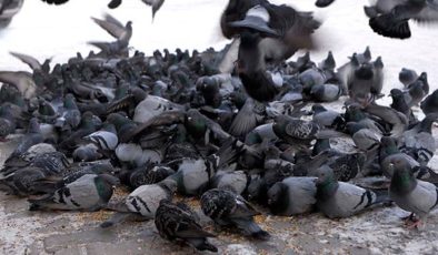 Güvercinlerin Verim Performansları