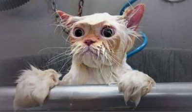 Kedilerde Banyo, Kediler Yıkanır Mı?, Kediler Nasıl Yıkanır?