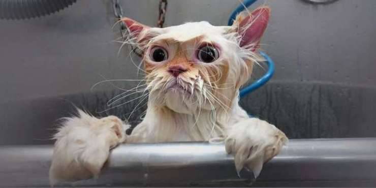 Kedilerde Banyo, Kediler Yıkanır Mı?, Kediler Nasıl Yıkanır?