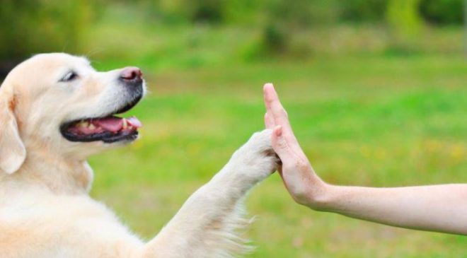 Köpek Eğitimi