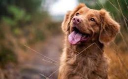 Köpek dili ve Köpek Davranışlarının Açıklanması