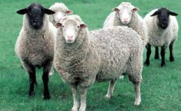 Koyun Beslenmesinde Dikkat Edilecek Konular