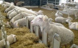 Koyun yetiştirme işleri