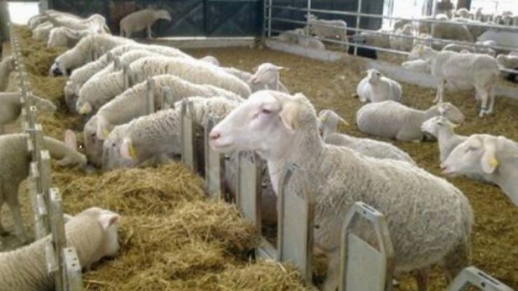 Koyun yetiştirme işleri