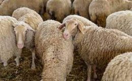 Koyunlarda üreme ve döl verimi