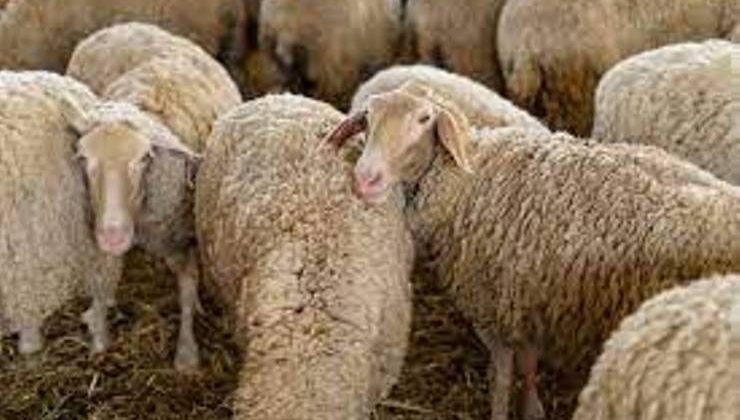 Koyunlarda üreme ve döl verimi