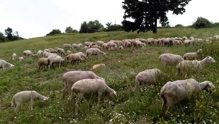 Koyunların otlatılması