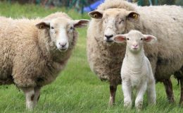 Koyunların sınıflandırılması