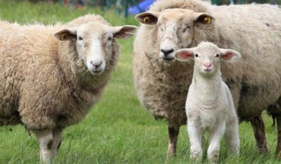 Koyunların sınıflandırılması