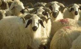 Koyunların zoolojik sistemdeki yeri