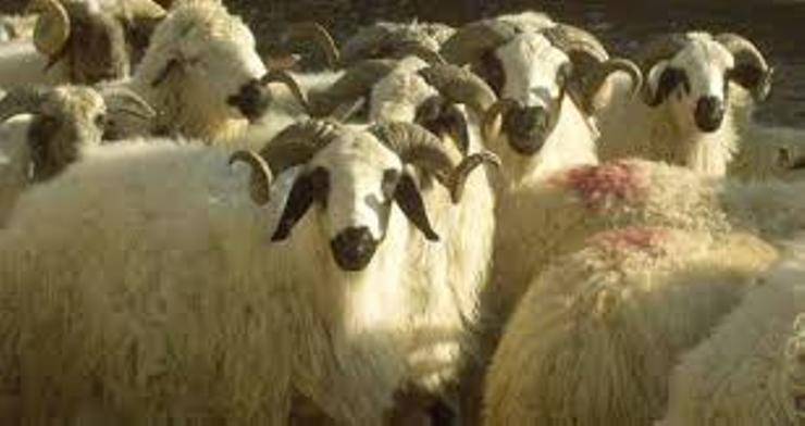 Koyunların zoolojik sistemdeki yeri