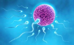 Meni testinde (spermiogram) hangi parametrelere bakılmaktadır?