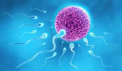 Meni testinde (spermiogram) hangi parametrelere bakılmaktadır?