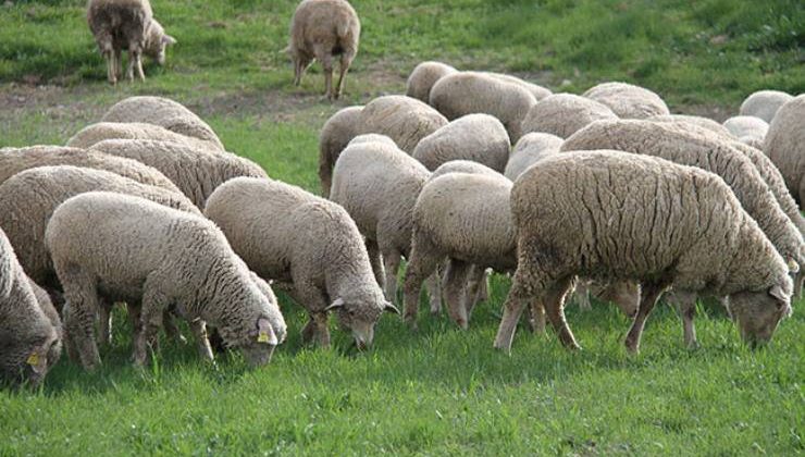 Sürüden ayrılması gereken koyunlar