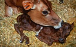Süt Sığırlarında Doğum, Buzağılama, Tohumlama ve Sürüden Ayrılma Kayıtları