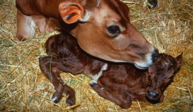 Süt Sığırlarında Doğum, Buzağılama, Tohumlama ve Sürüden Ayrılma Kayıtları